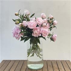 Peony Heaven