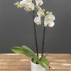 White Orchid