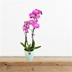 Colourful Orchid Plant
