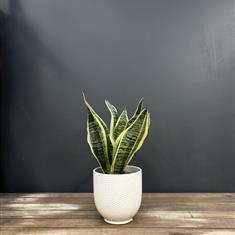 The Sansevieria 